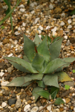 Agave parryi RCP6-06 168.jpg
